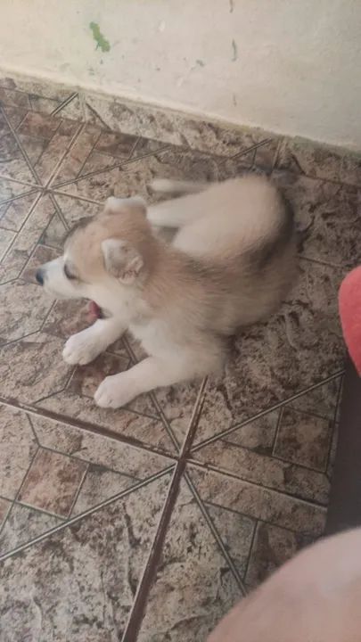 Filhote Husky siberiano  - Foto 2