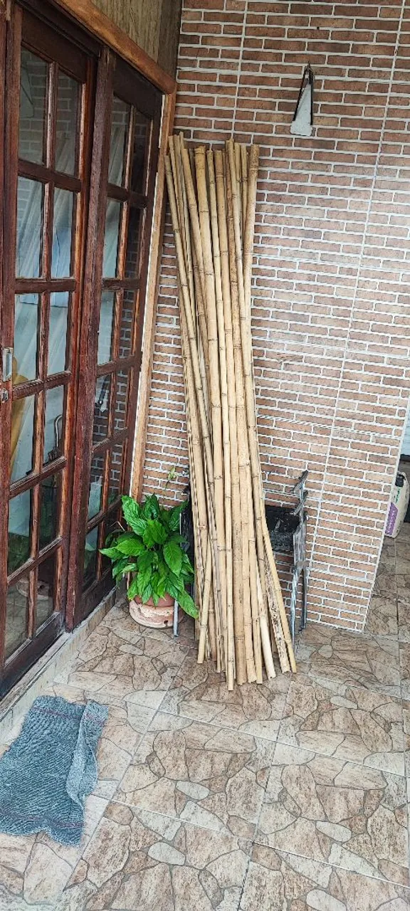 Bambus para Decoração e Jardinagem