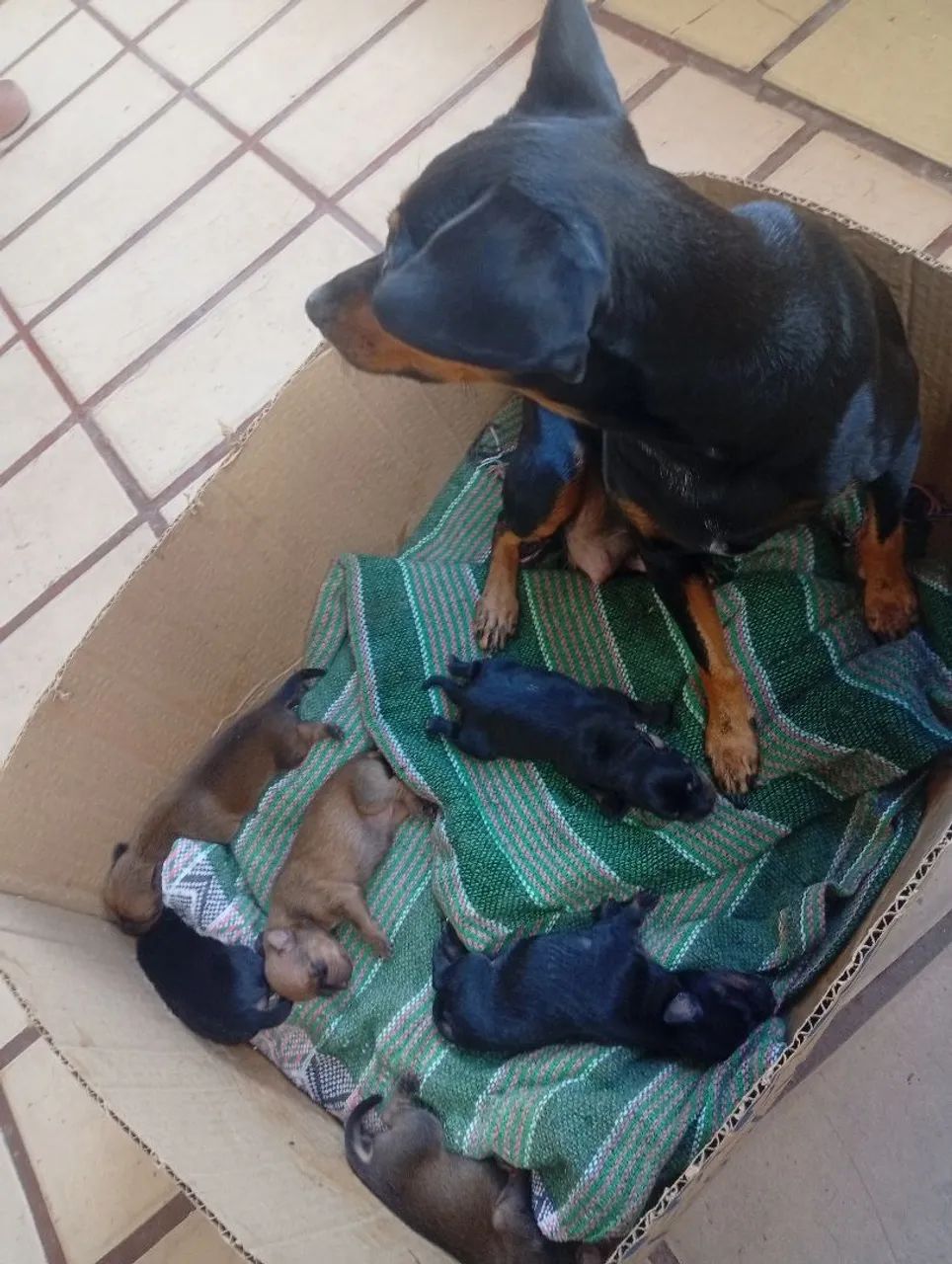 Filhotes de Pinscher