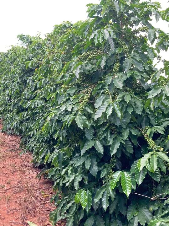 Fazenda de café ? em Cristais Minas Gerais  - Foto 4