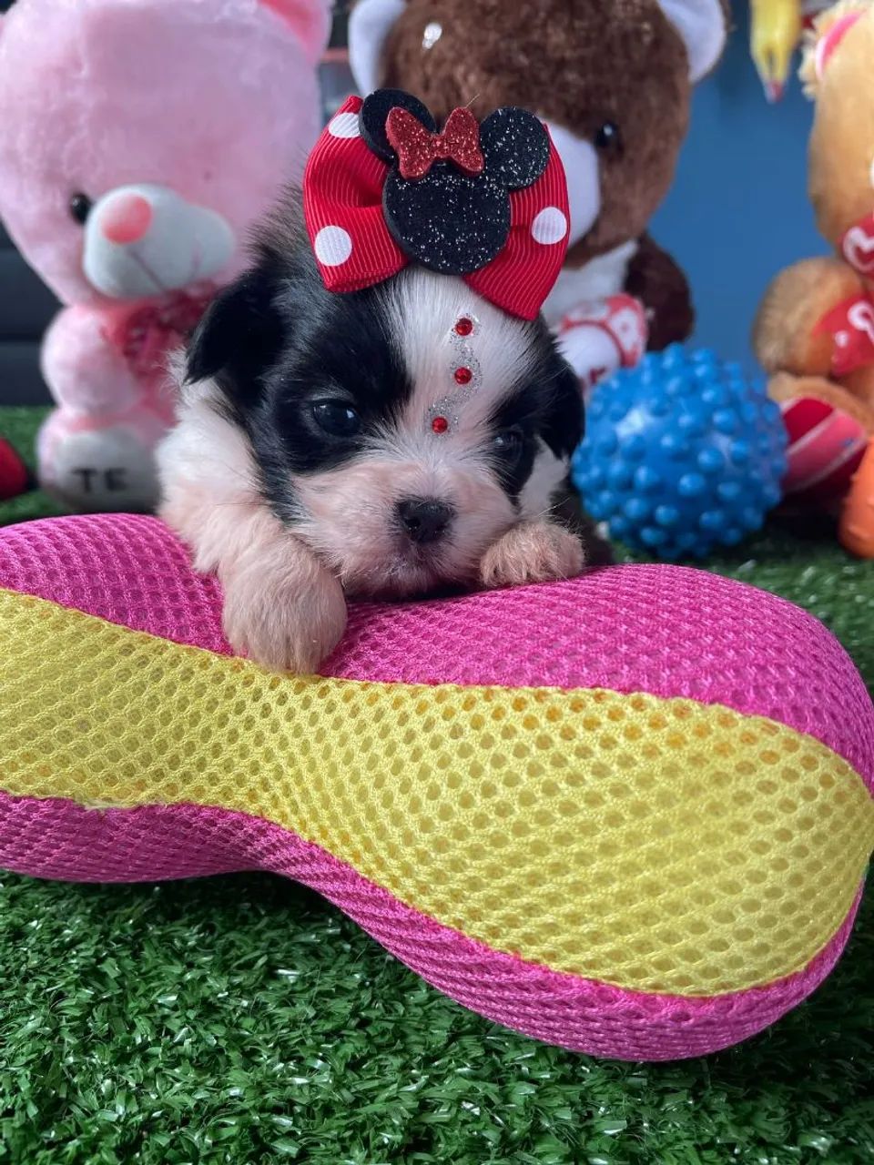 Filhote Shih Tzu com Laço de Minnie