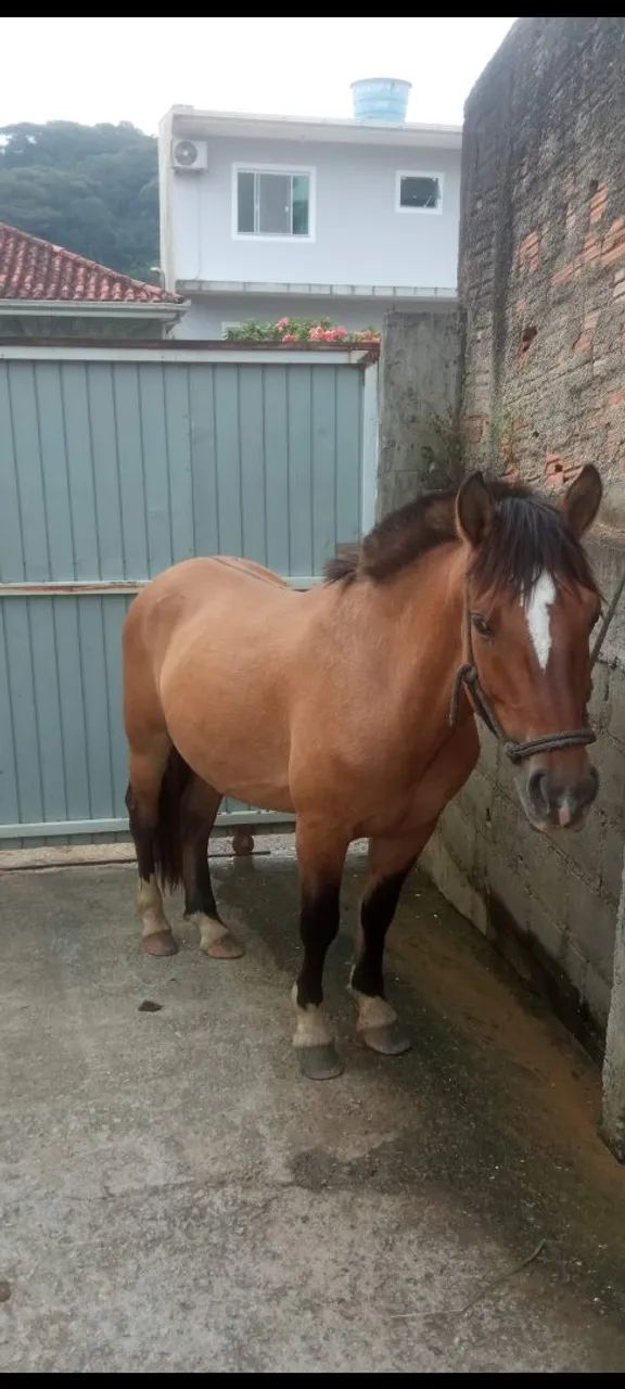 Cavalo crioulo  - Foto 4