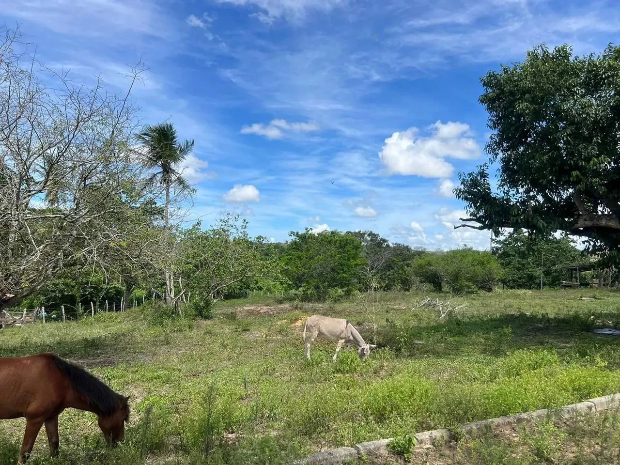 Chácara União - Riachuelo - Se [35] - Foto 5