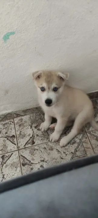 Filhote Husky siberiano 