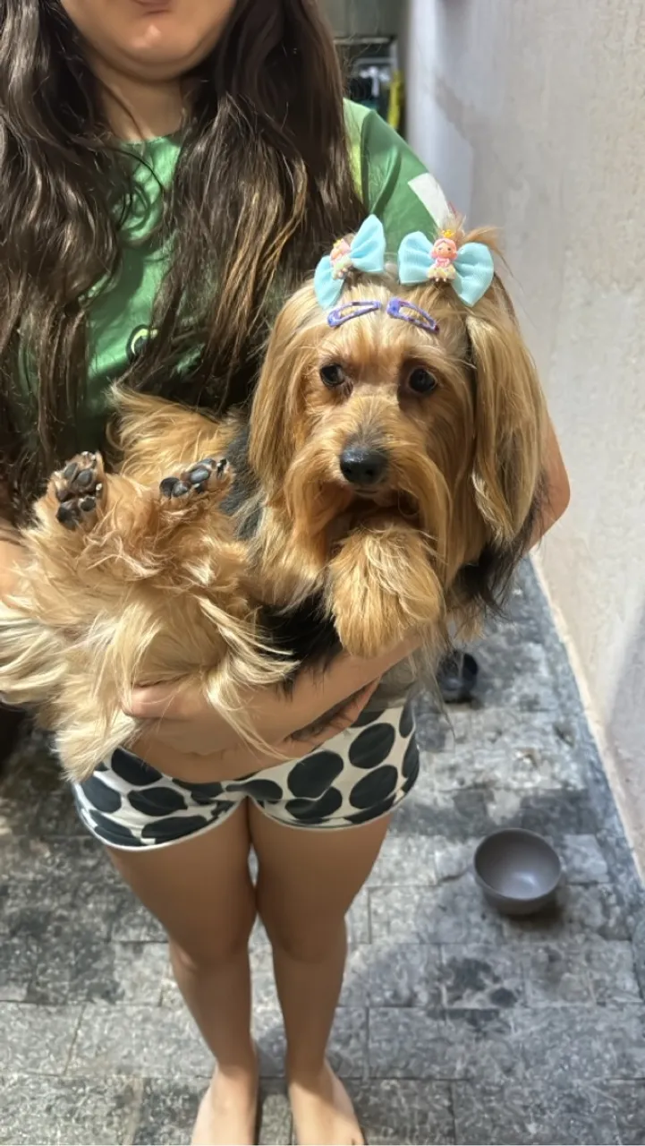 Yorkshire Terrier