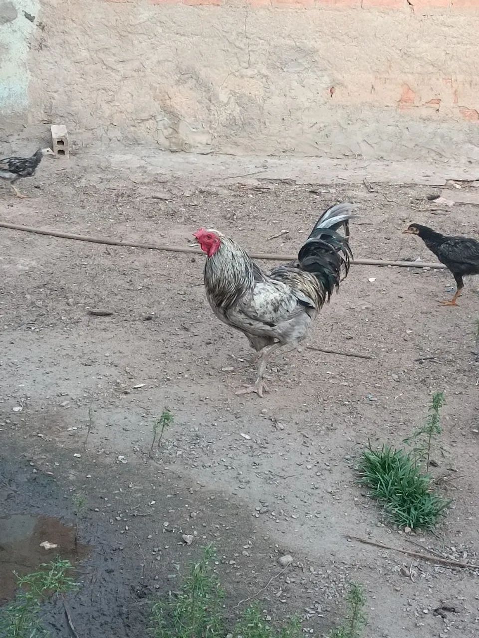 Galo de raça - excelente reprodutor - Foto 3