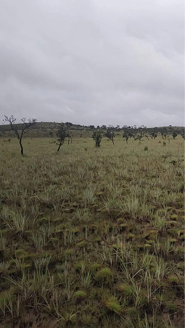 Área Rural a 140 km de Macapá, as margens da BR 156