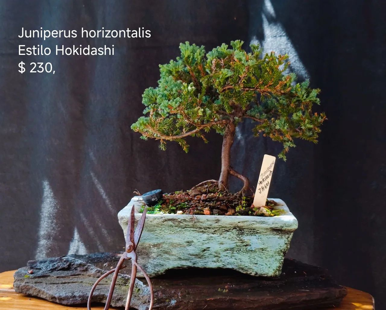 BONSAI出品 Bonsai juniperus horizontalis - Hobbies e coleções - Nossa Senhora