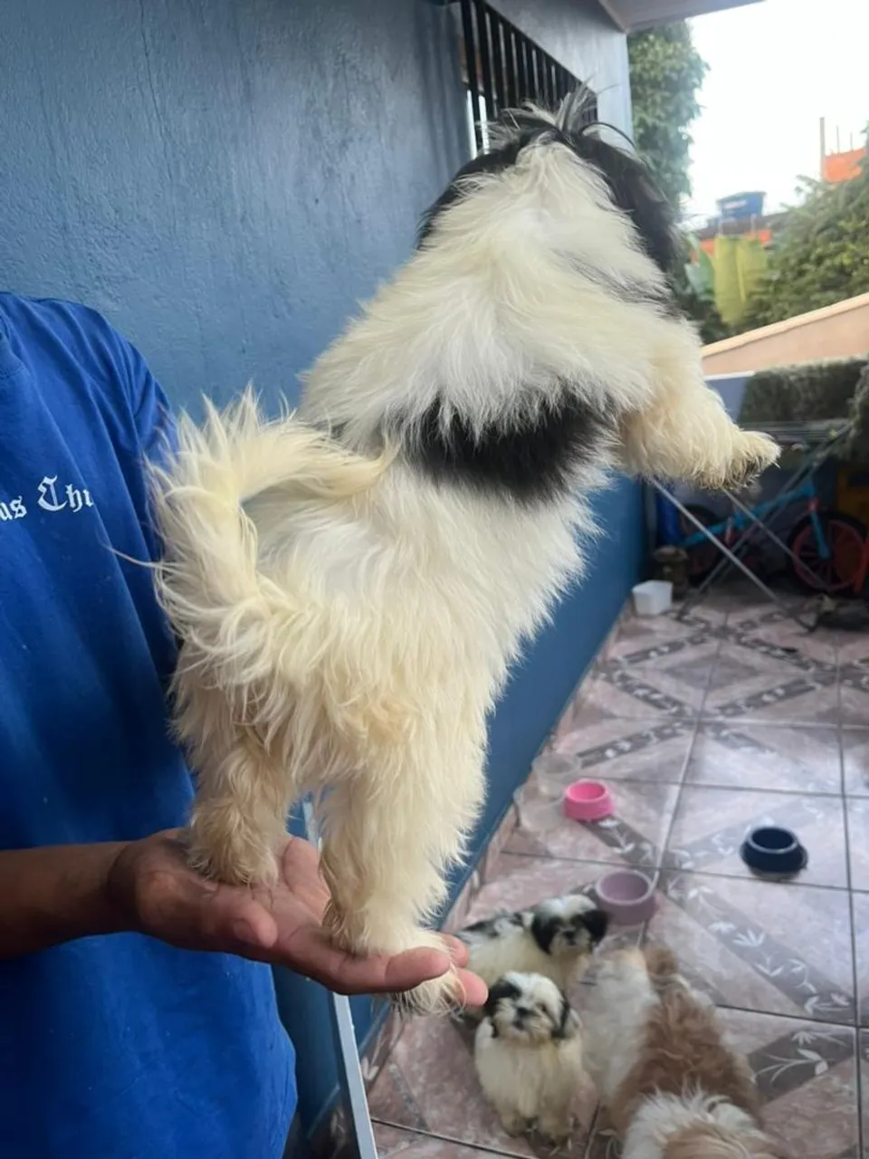 Filhote Shih Tzu disponível para venda