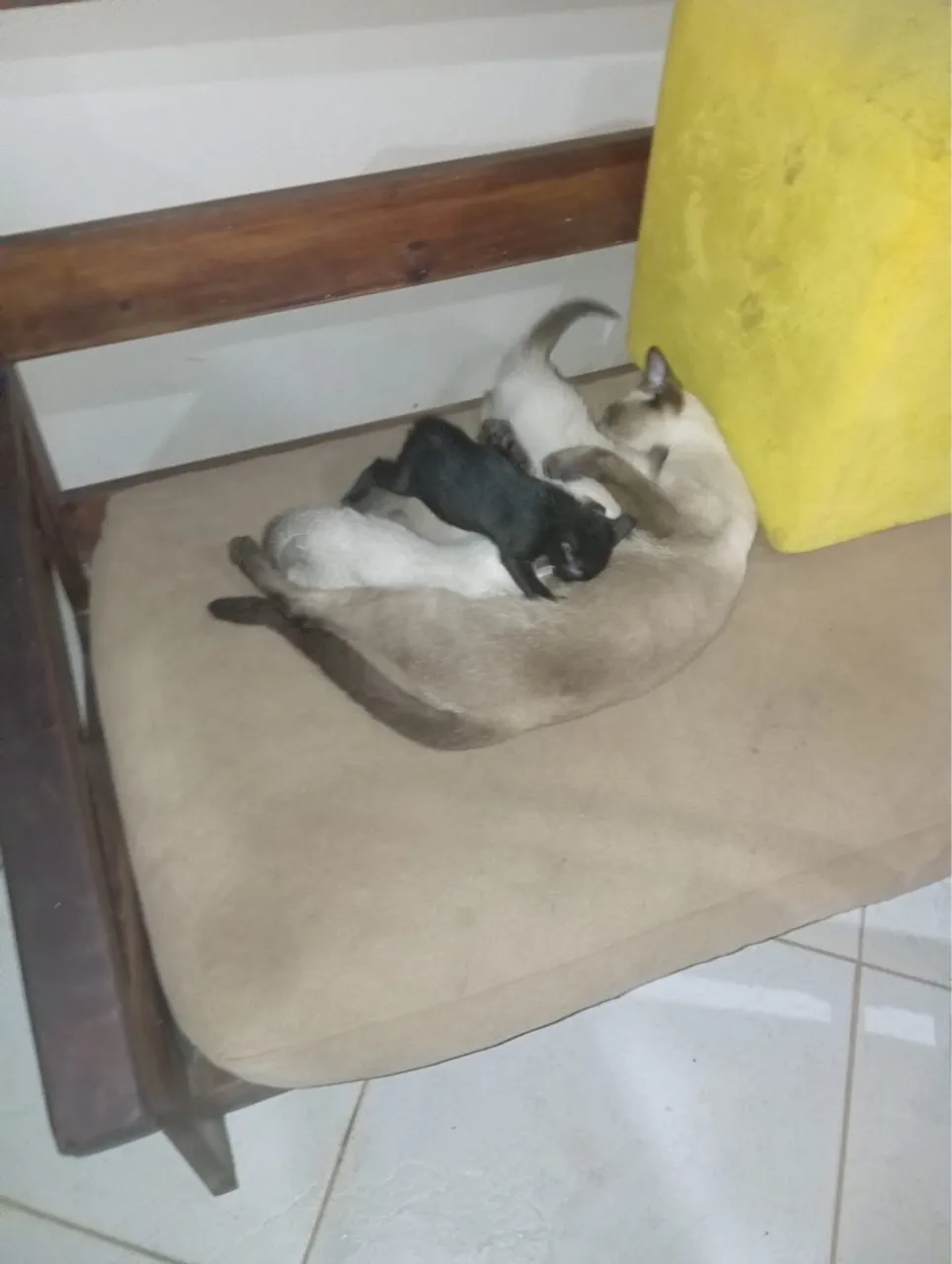 doa-se filhote de gato