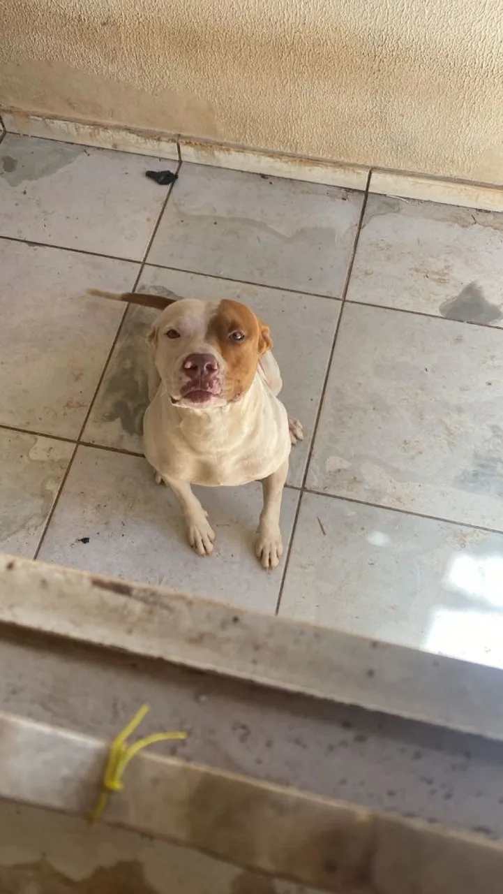 Doa se pitbull