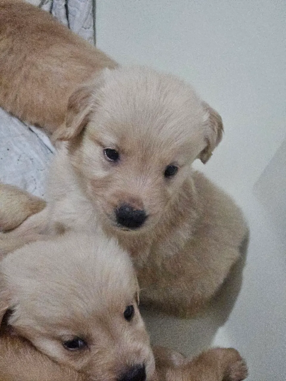 Prepare-se para uma invasão de fofura! Tão irresistíveis que parecem cavalos de Troia!