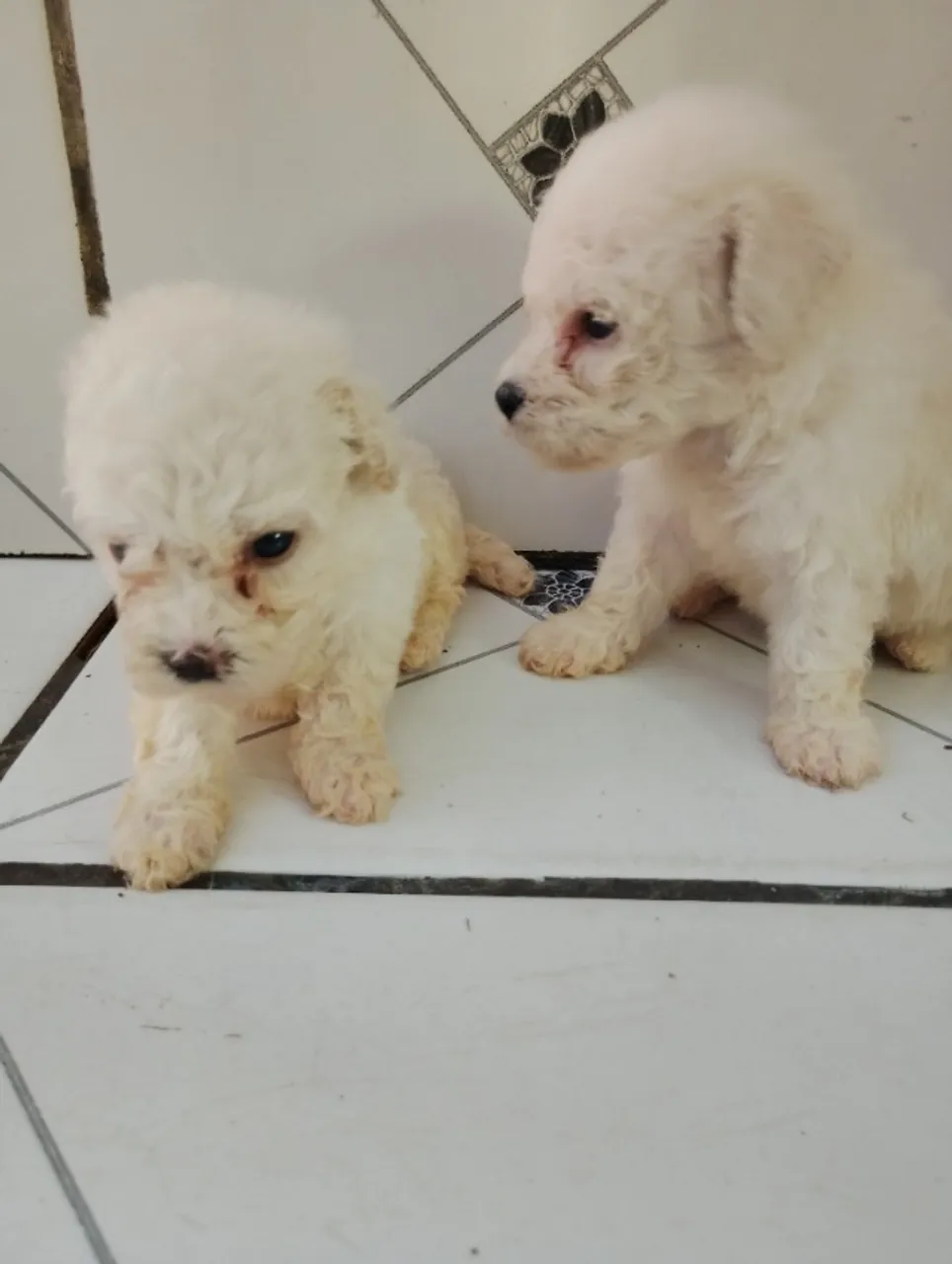 Filhote de poodle