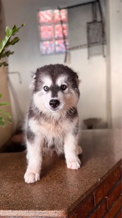 Husky Siberiano Wooly - Foto 3