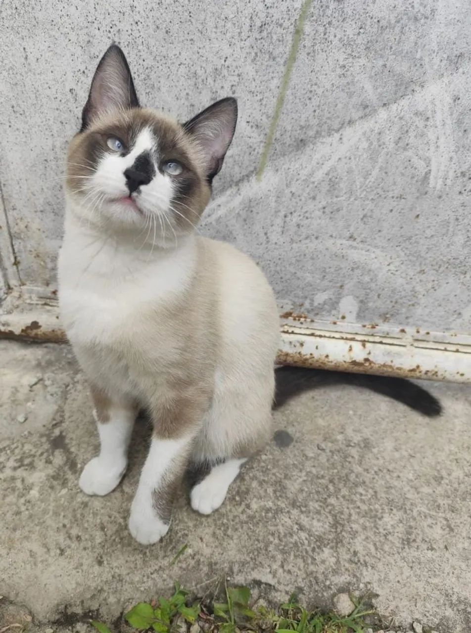 Gato pra doação  - Foto 3