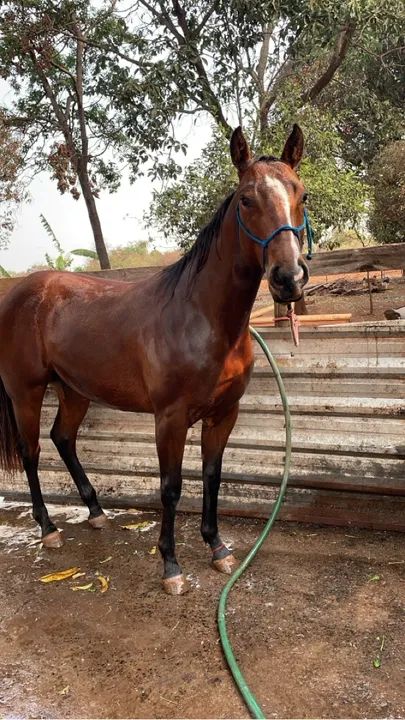 Potro Quarto de Milha - Foto 2