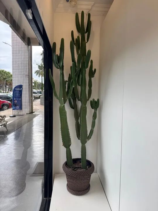 Cacto para decoração