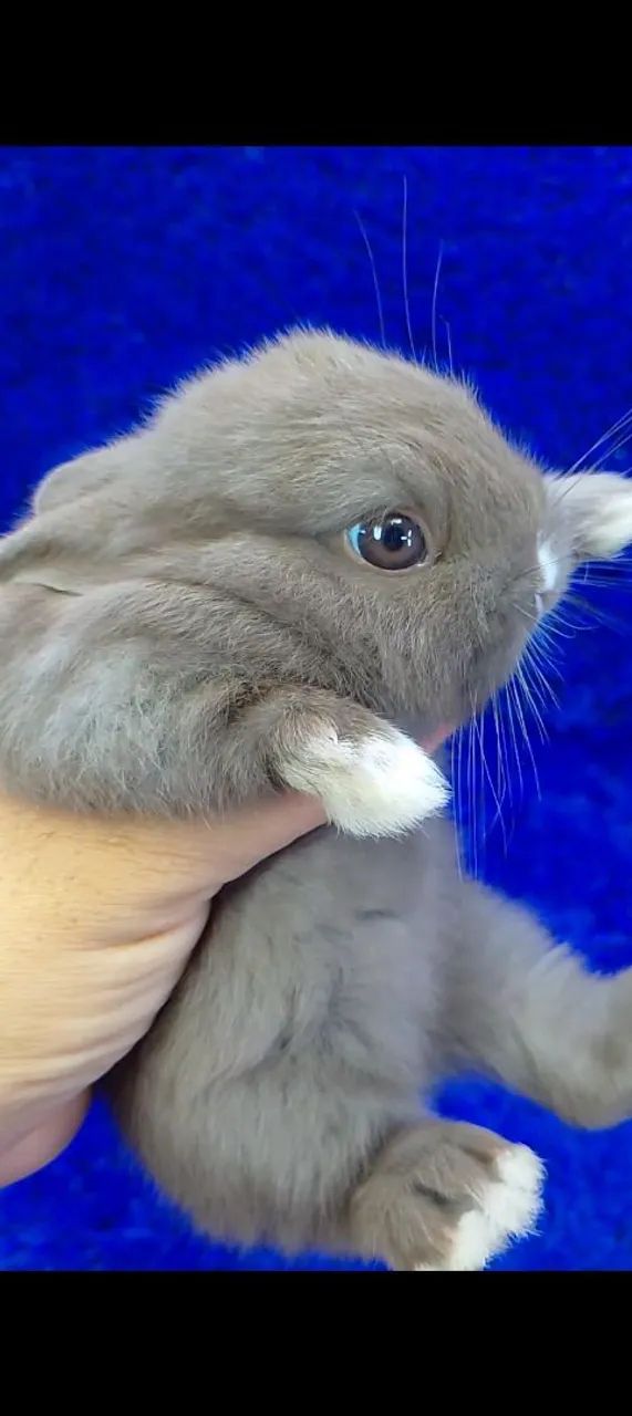 Várias raças de minis coelhos e coelho anão(ZAP na descrição) - Foto 6