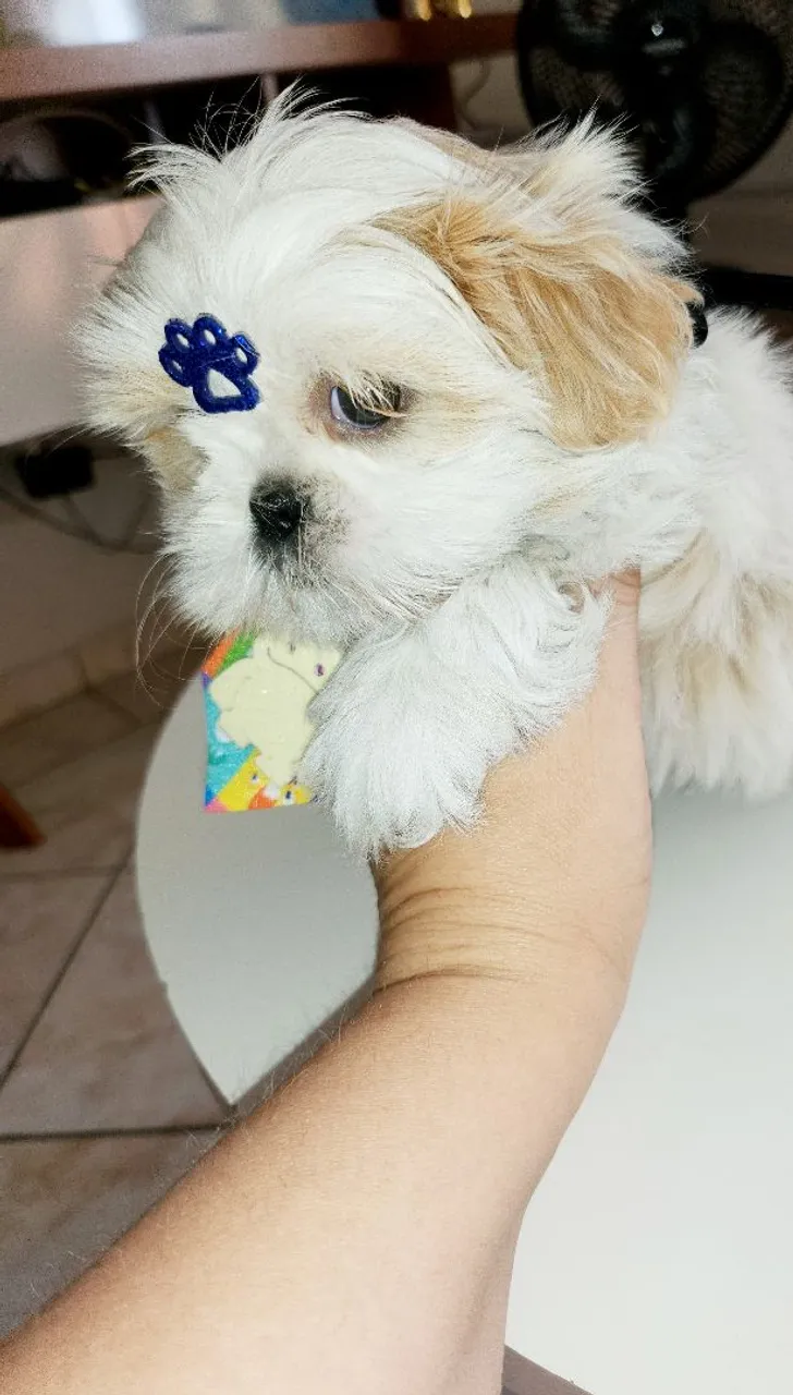 Filhote de Shih Tzu fofo e charmoso