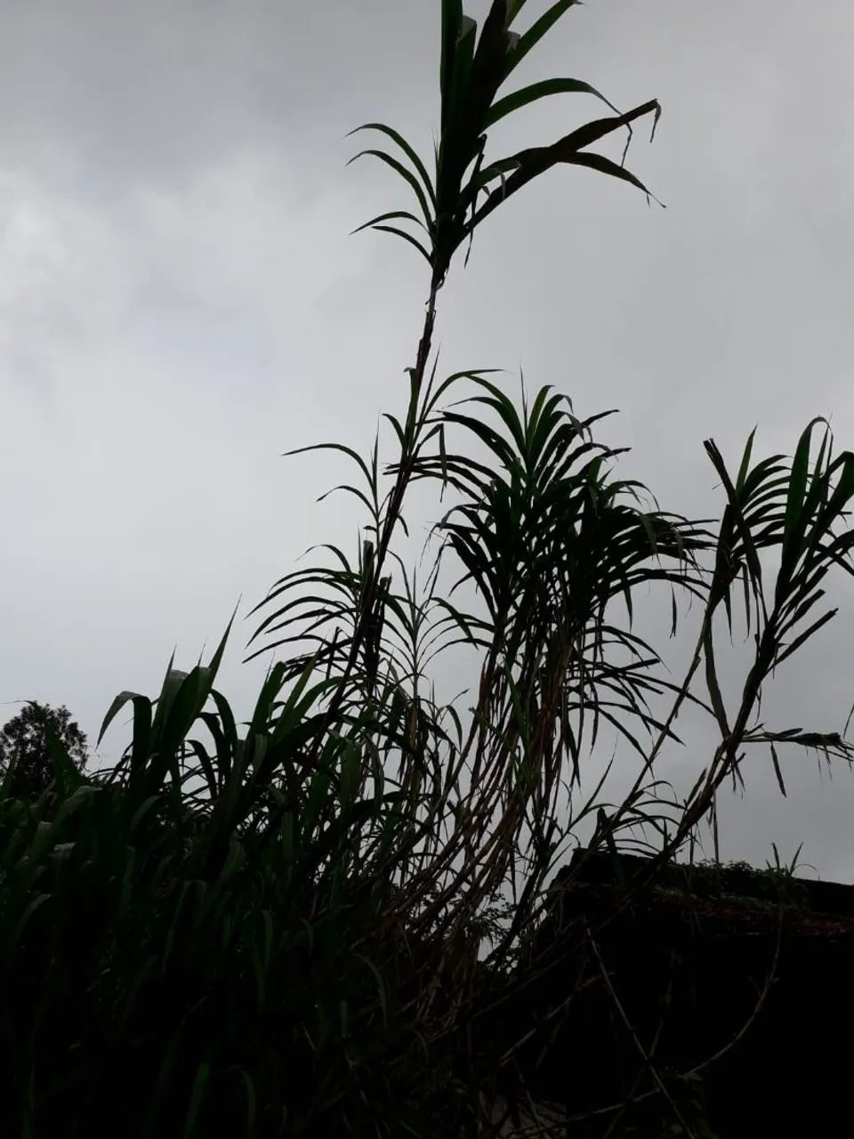 CAPIMAÇU PLANTE  SEMENTES. 