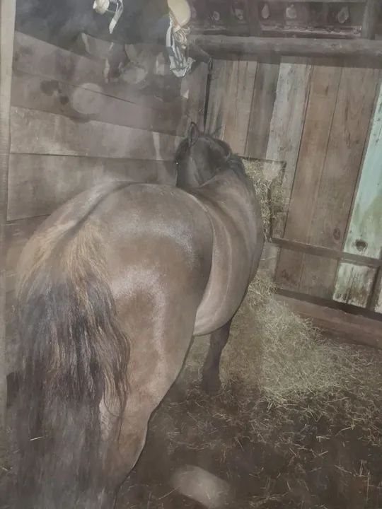 Cavalo crioulo  - Foto 3