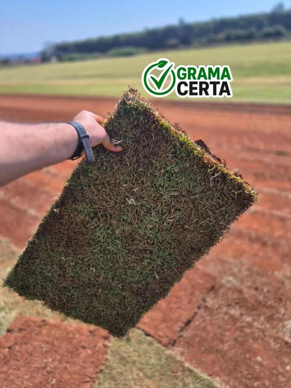 Grama Esmeralda em Limeira | Qualidade e Entrega Rápida - Foto 3