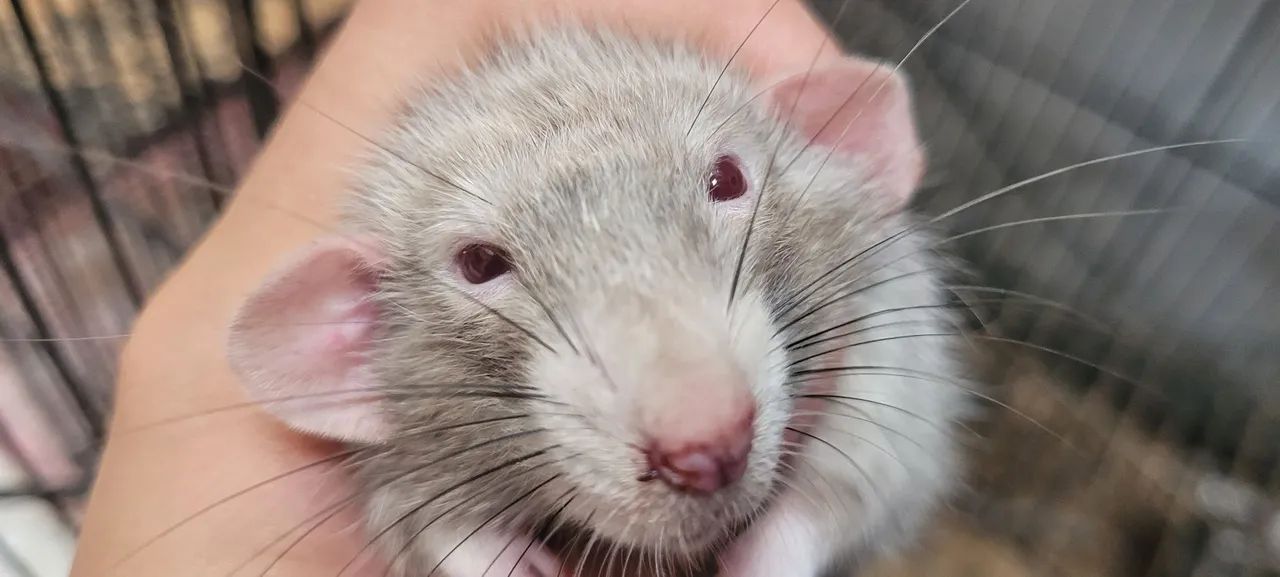 Rato Twister/ Rato mercol, ratinho de laboratório  - Foto 2