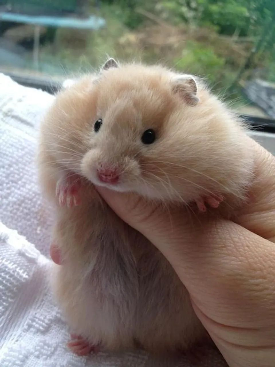 Hamster  - Foto 2