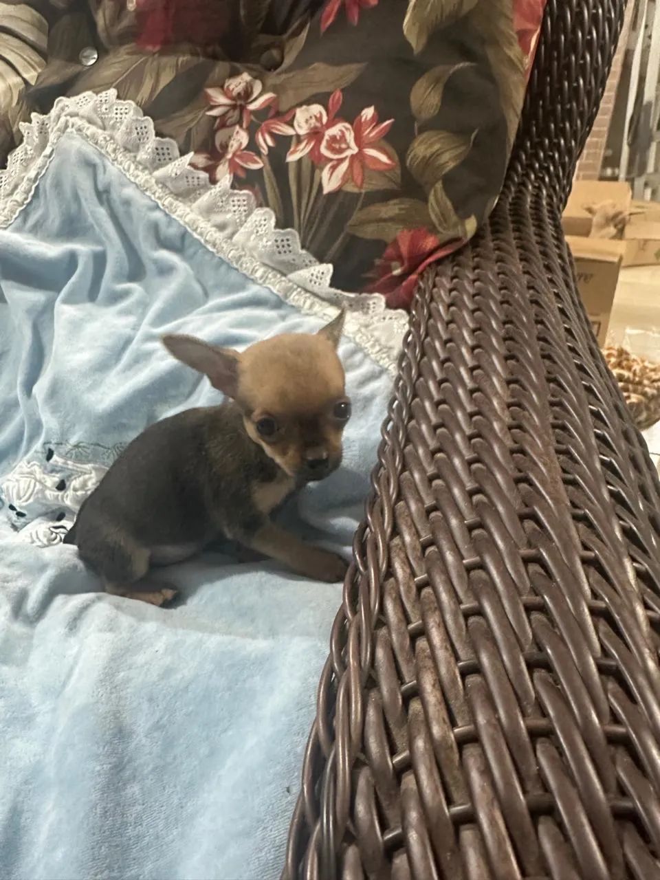 Pinscher 0/0  - Foto 2