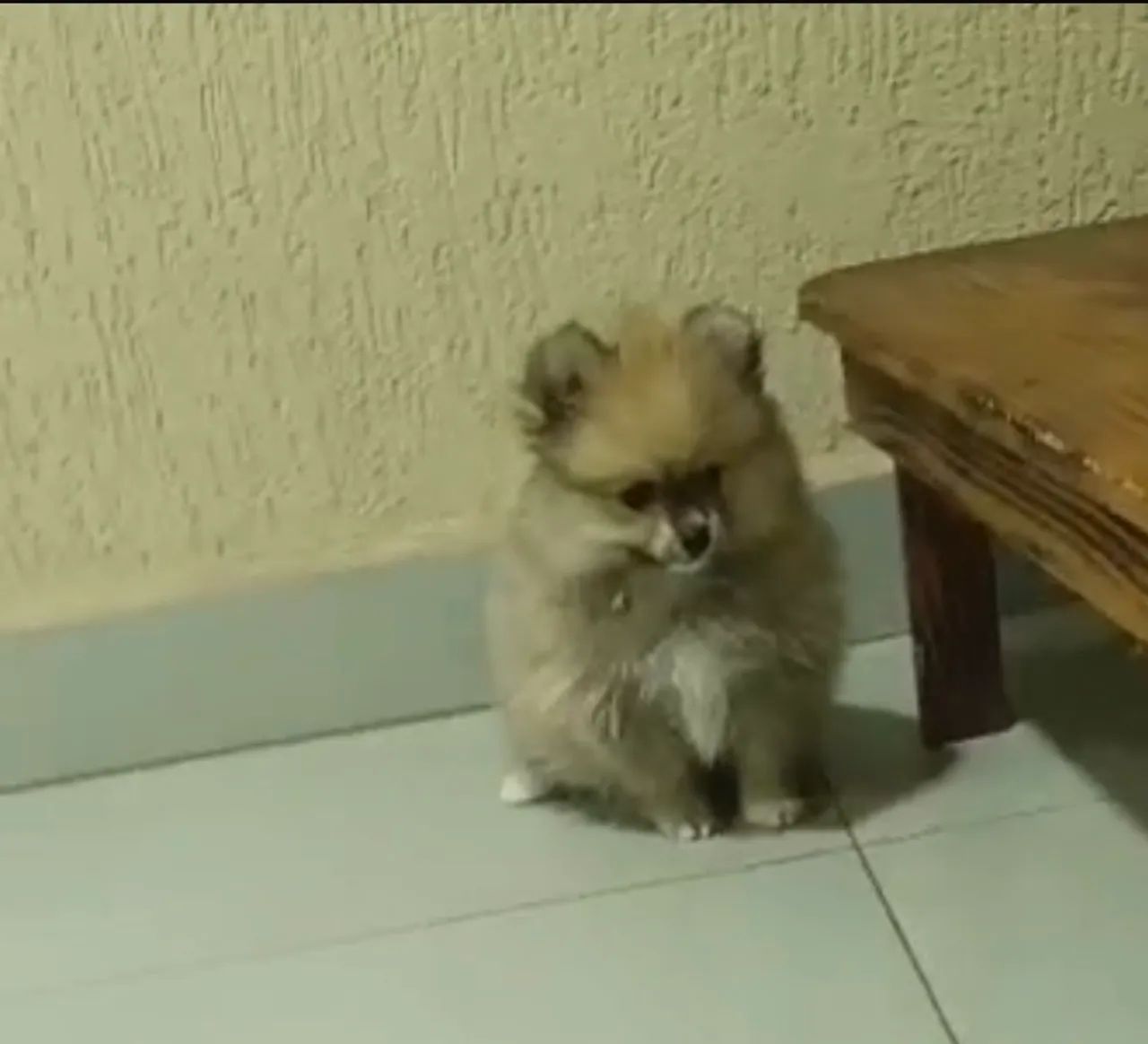 SPITZ ALEMÃO URSINHO MACHO