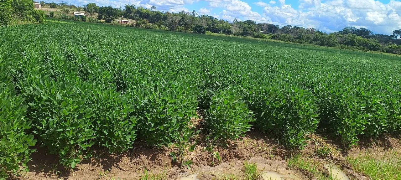 Fazenda Alto Padrão - Foto 3