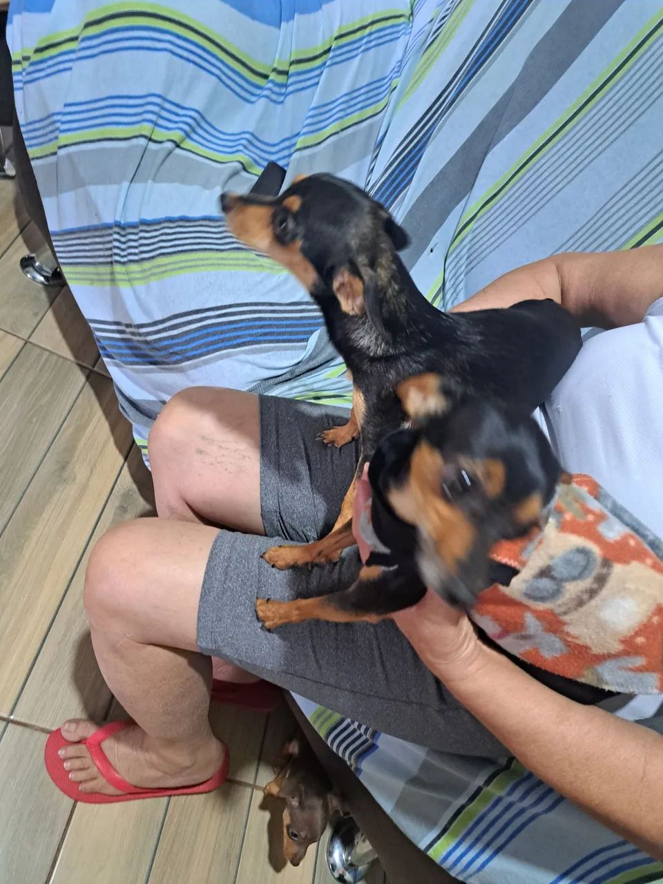 pinscher macho  - Foto 5