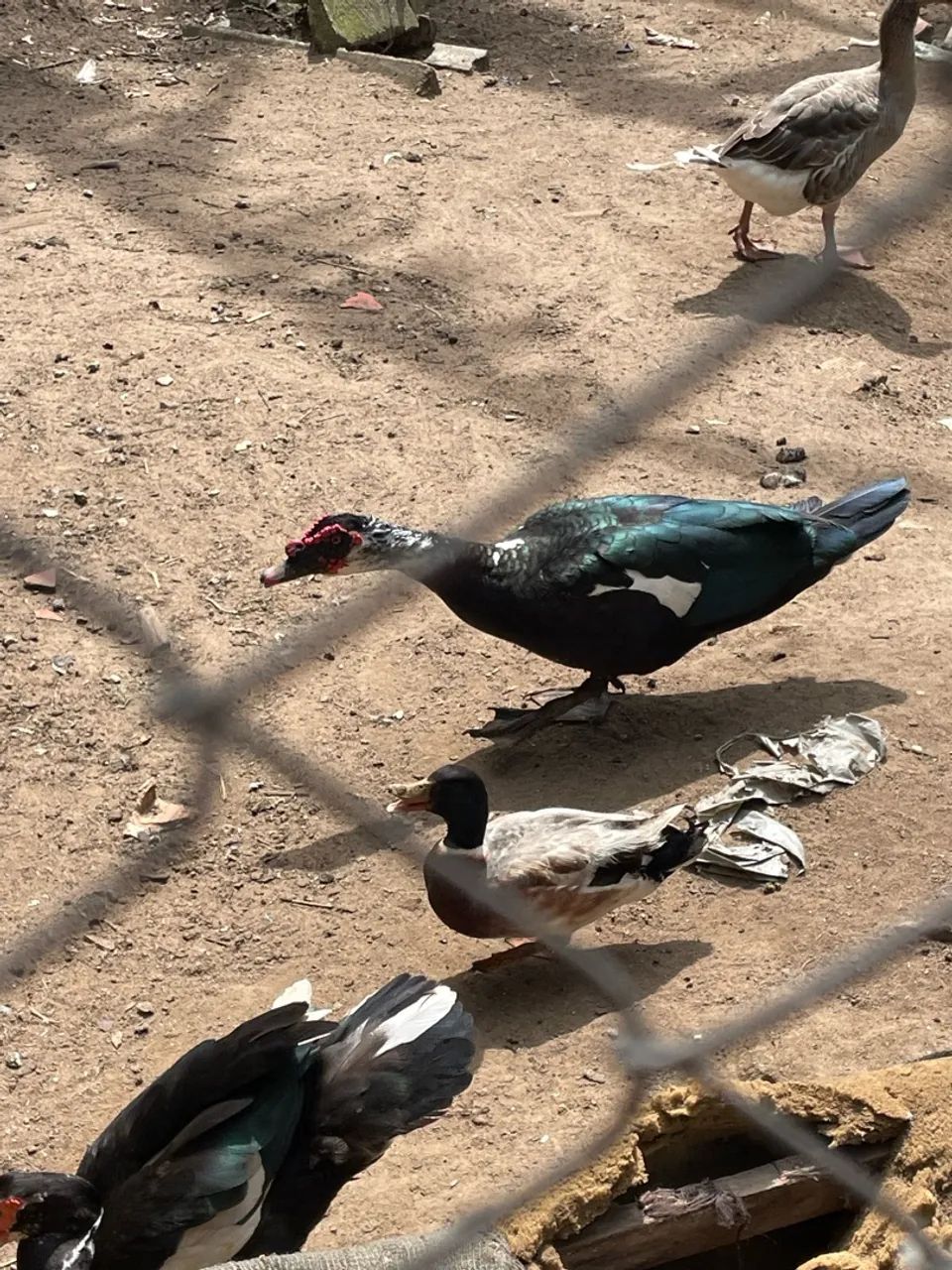Aves - Foto 3