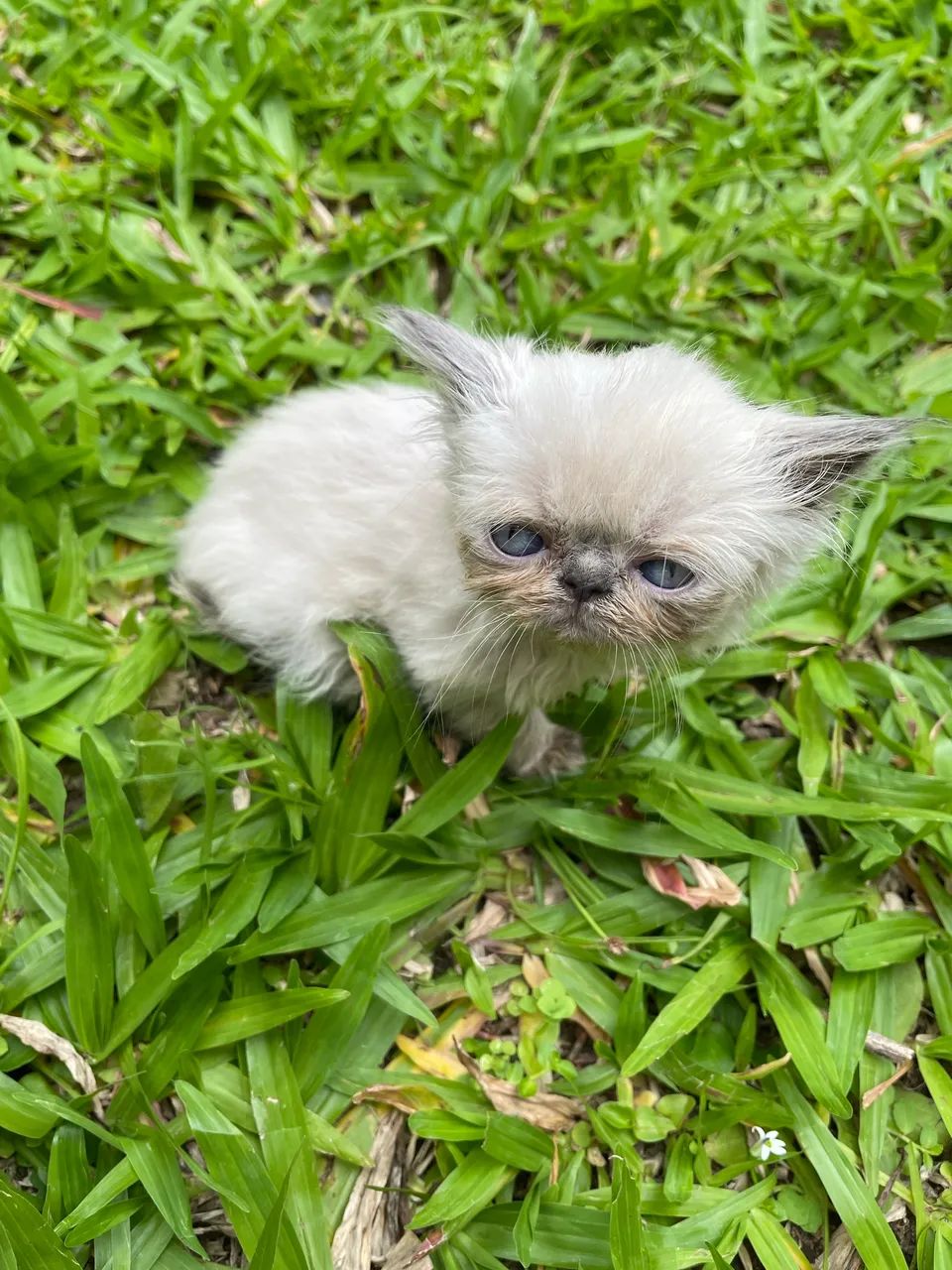 Persa himalaia femia - Foto 2