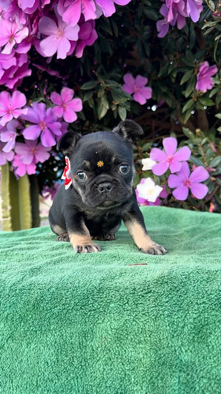 Bulldogue francês  - Foto 5