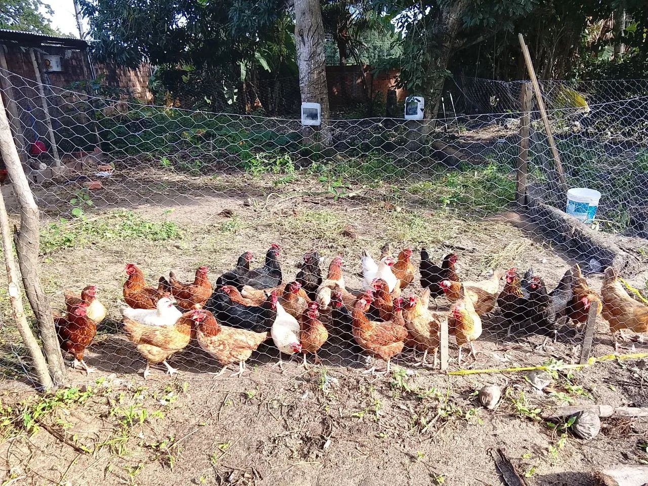 Galinhas GLC em pico de produção 