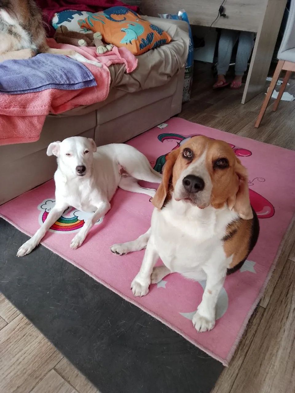 Dog walker, adestrador e Pet sitter  - Foto 4