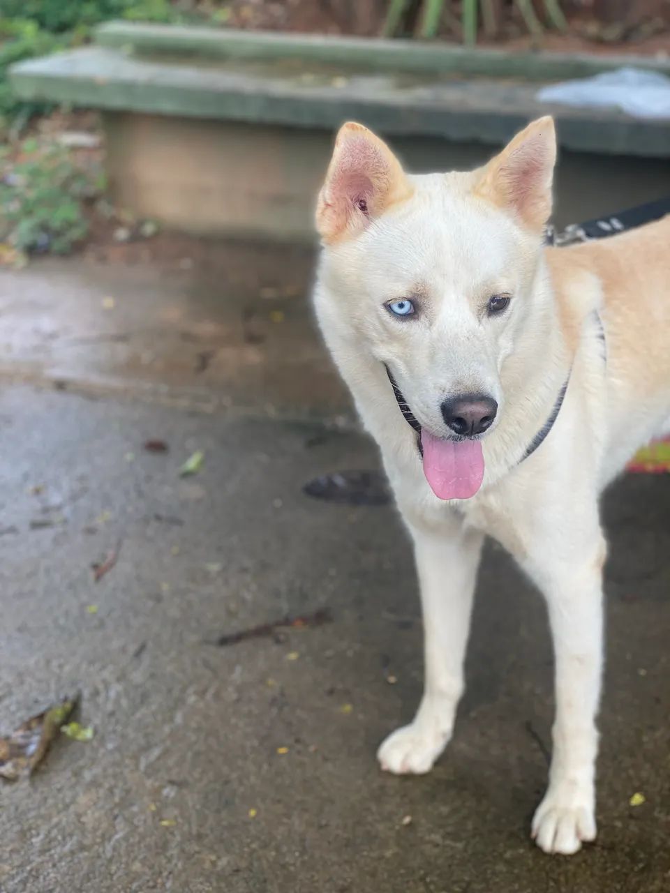 DOA-SE HUSKY DÓCIL  - Foto 4