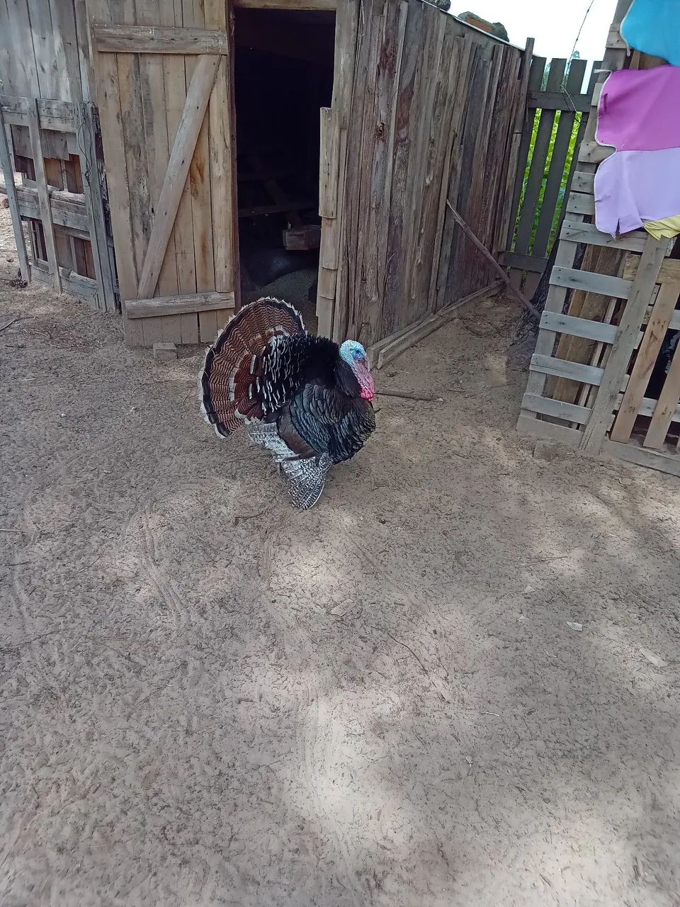 Perus para negócio Em Araranguá SC de barbada - Foto 4