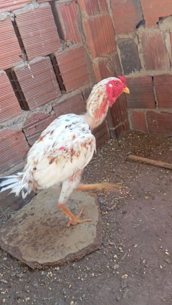 Galo indiano