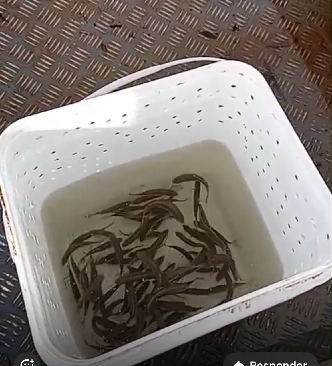 Lambari para pesca - Foto 2