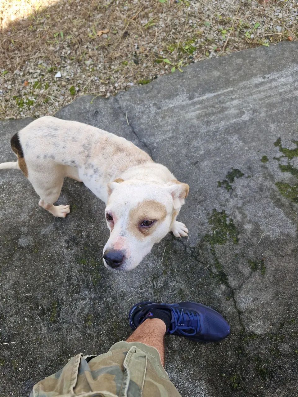 Adoção cachorro