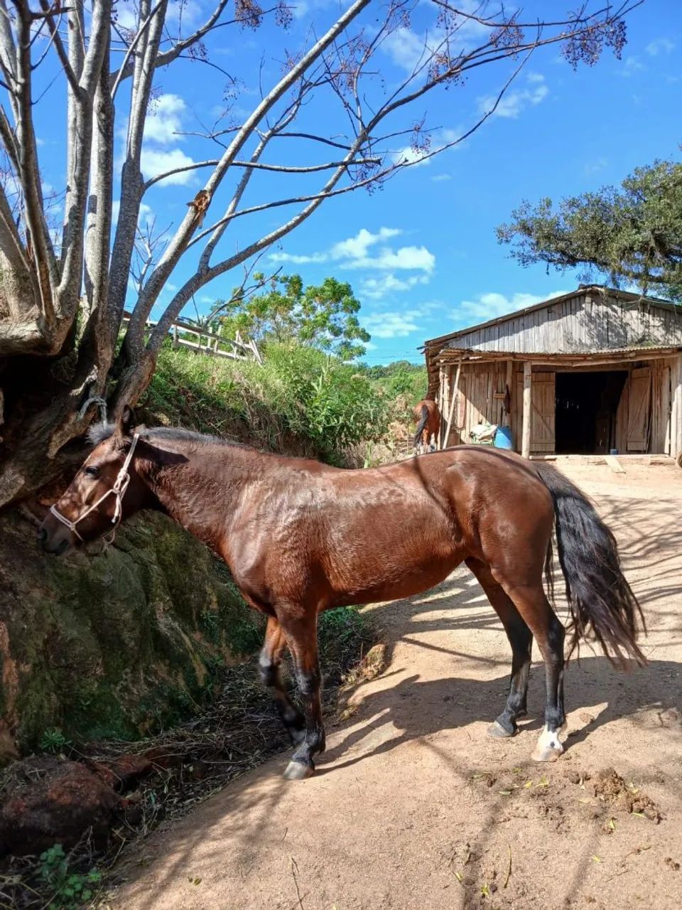 Vendo égua mansa para iniciantes - Foto 3