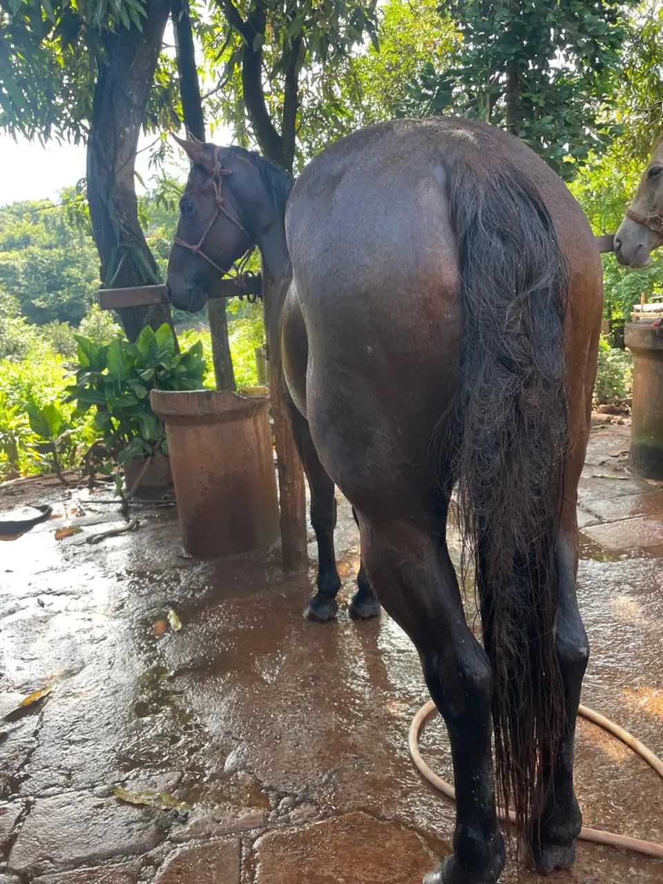Cavalo QM 