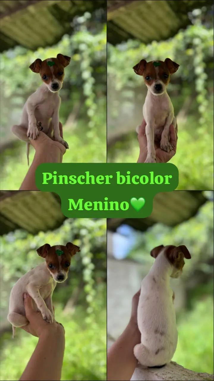 Pinscher macho bicolor - Foto 5