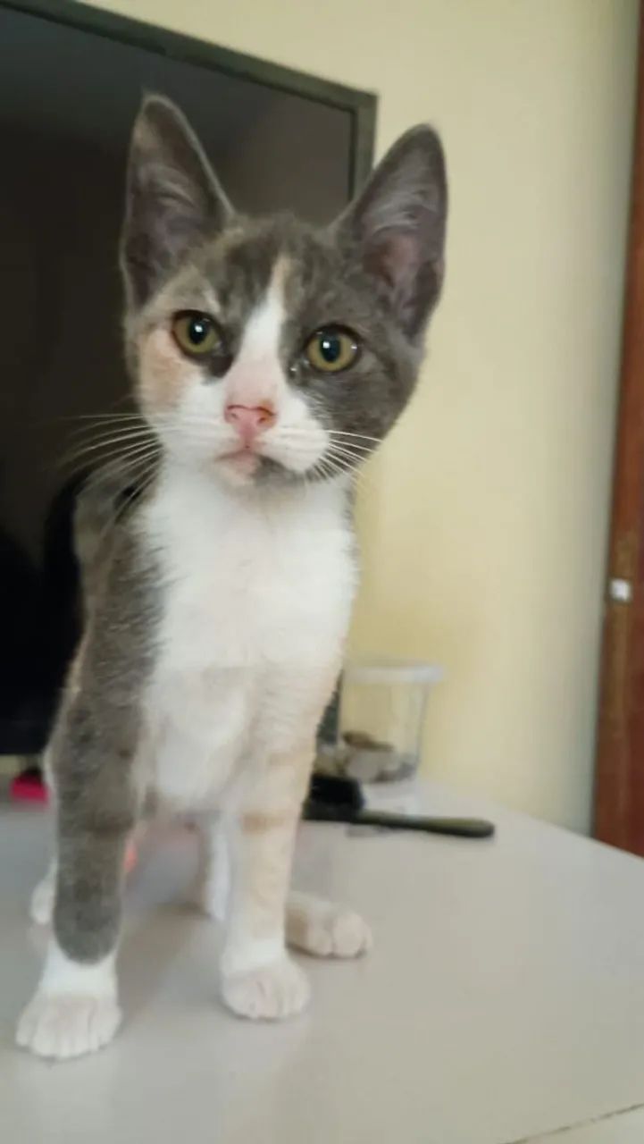 Gatinha para adoção  - Foto 3