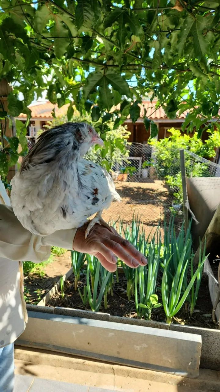 Frango ameraucana - Foto 2