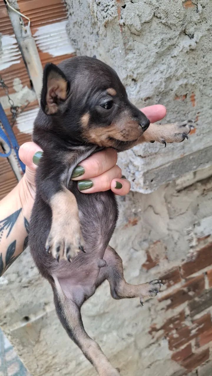 Cachorro pinscher - Foto 2