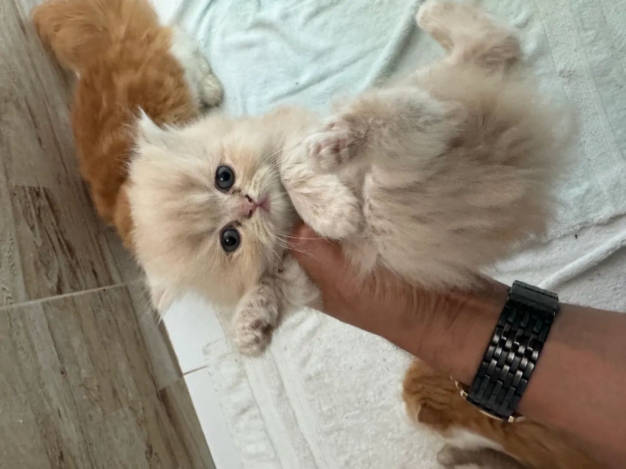 Gato persa
