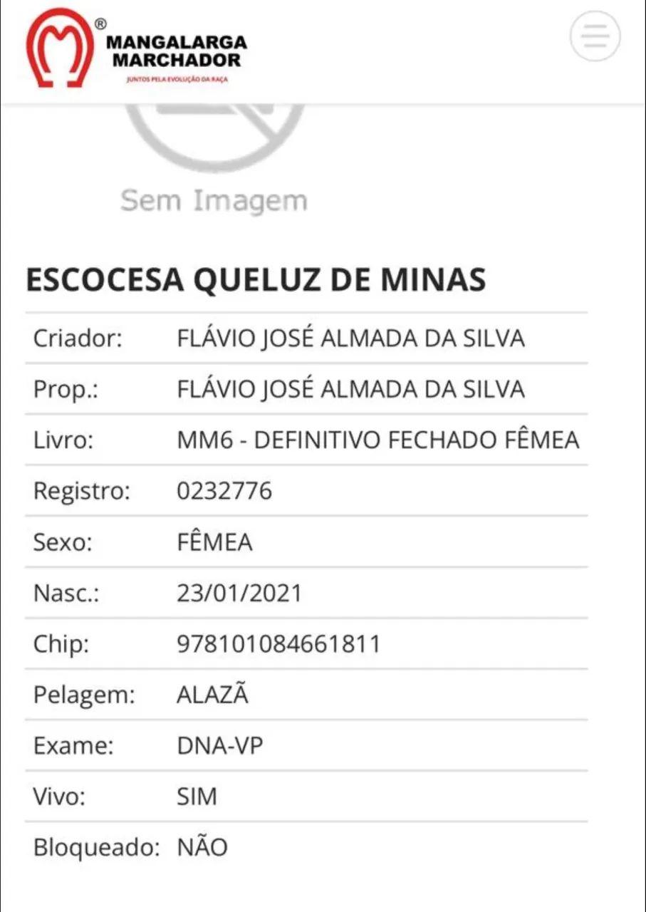 Égua mangalarga marchador  - Foto 4